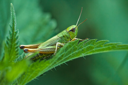 Closeup of a green grasshopper on a leaf