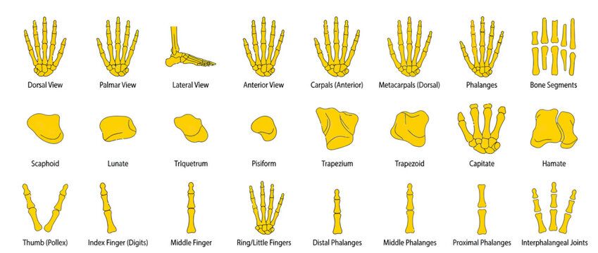 Human Hand and Foot Bone Anatomy Diagram