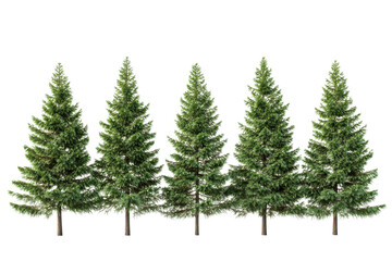 Obraz premium Five Green Coniferous Trees With Snow Covered Branches Silhouetted Against Black Background evergreen