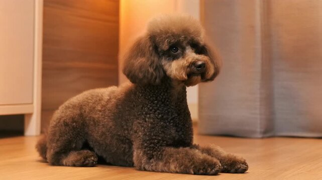 Toy poodle sitting obediently in loaf pose with neatly fluffed curly fur in soft warm lighting