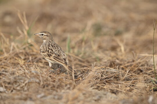 The greater short-toed lark (Calandrella brachydactyla) is a small passerine bird.  This photo was taken in North India.