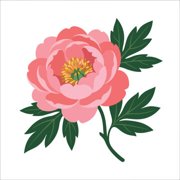 A flat vector illustration of a blooming pink peony with detailed green leaves and a golden center, set against a clean white background.