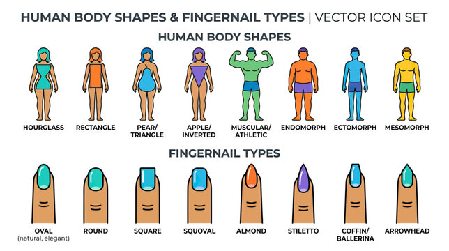 Human Body Types and Fingernail Shapes Vector Icons