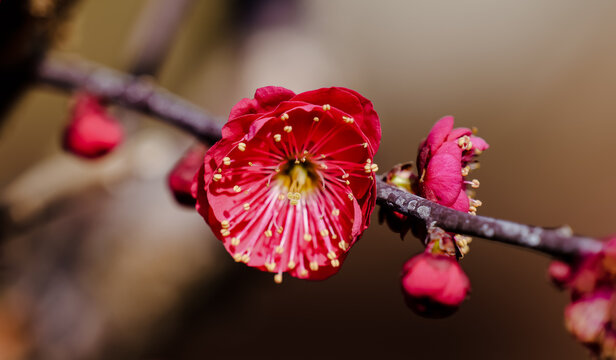 Close-up of the red plum blossom's stamens