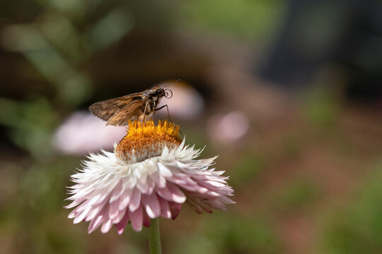 Moth with its proboscis visible