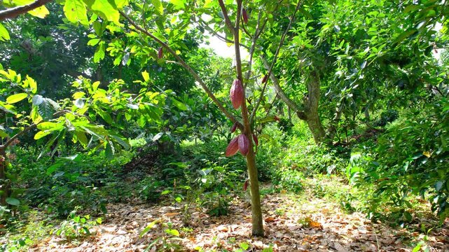 Ripe Red and Green Criollo Cacao Pods Growing on Tree Branches in Canoabo Venezuela
