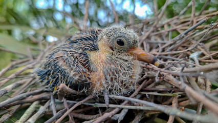 Side profile photo of a newborn pigeon chick sitting inside a carefully constructed twig nest outdoors surrounded by natural green foliage. © Bendy Moe