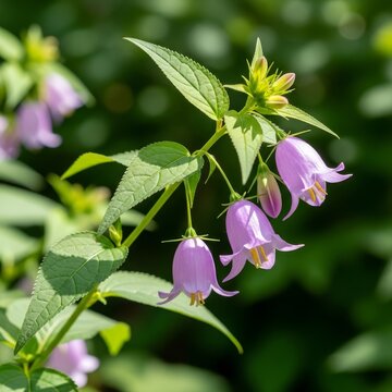 Blooming Campanula takesimana - A close-up of Korean Bellflower.