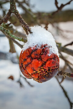 Rotten fruit on a tree branch. A shriveled quince or apple covered in snow. Unharvested harvest in the garden