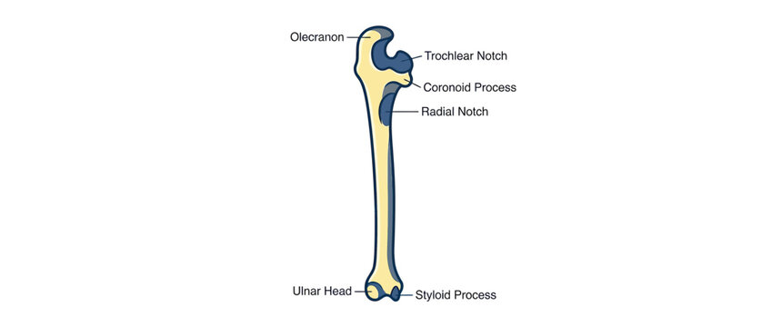 Anatomical Illustration of the Ulna Bone