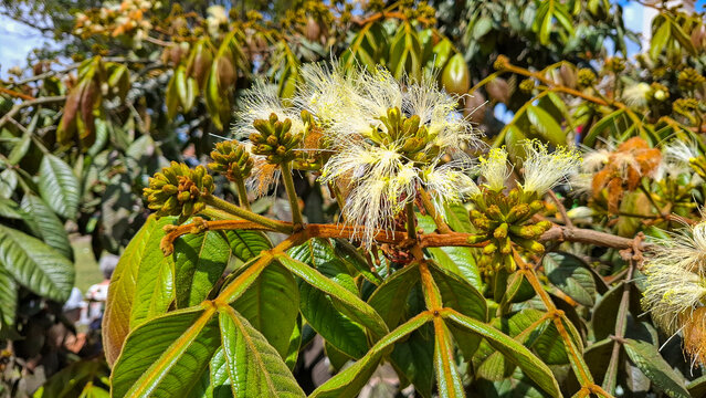 Flower of Inga edulis, a tropical tree of the Fabaceae family, with delicate white and green stamens