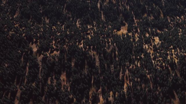 A large area of forest filled with many evergreen trees. Sunlight shines down, creating a pattern of light and shadow on the ground.