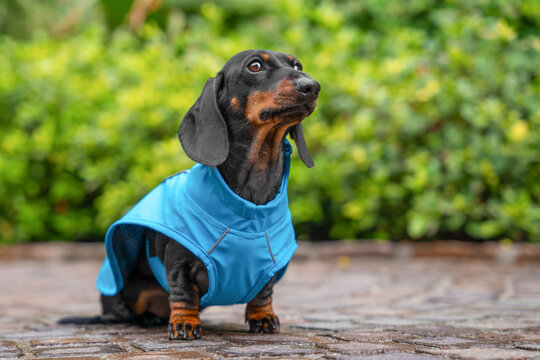 Black and tan dachshund dog in blue raincoat sitting on cobblestone path near green bushes looking up after rain during walk, spring pet weather lifestyle concept