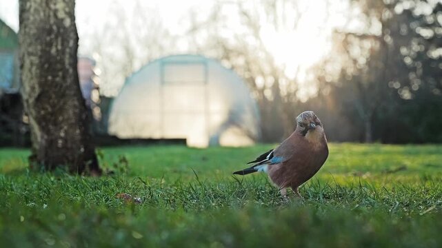 Cautious Eurasian jay scanning the ground before picking a grain
