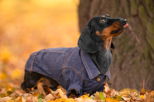 Black and tan dachshund dog in a denim jacket sticking out tongue and teasing among fallen foliage by a tree against a blurred autumn forest, funny pet moment.