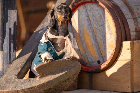 Black and tan dachshund dog in a historical pirate naval costume posing by wooden wine barrels in warm sunlight.