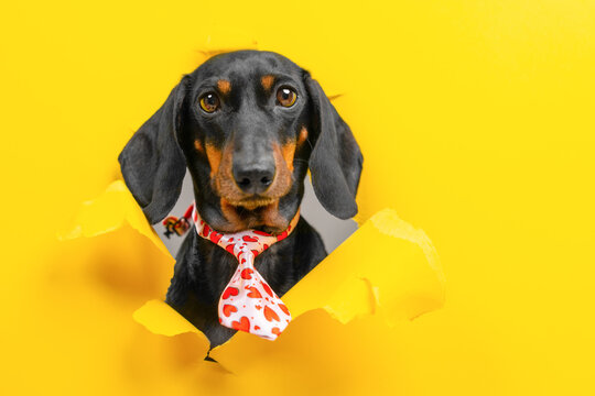Black dachshund dog in red tie with hearts breaking through torn yellow paper hole, lovable pet valentine peeking through bright background, romantic love concept for holiday card