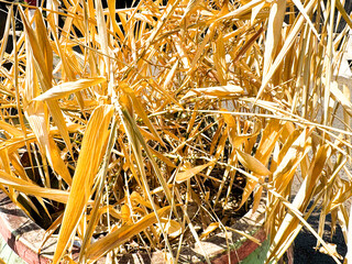 Bundle of golden dried straw and hay close up © Fakhrurozi