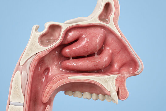 Detailed Cross Section of Human Nose Anatomy with Nasal Cavity, Sinuses, Pharynx, and Upper Airway, Realistic 3D Medical Illustration for ENT Education and Clinical Training