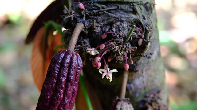 Ripe Red and Green Criollo Cacao Pods Growing on Tree Branches in Canoabo Venezuela