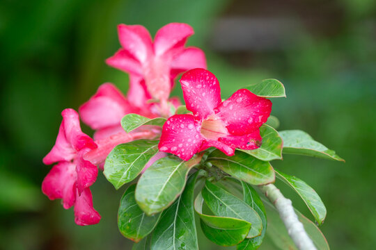 Vibrant pink adenium obesum flowers with water drops in garden.Beautiful close-up shot of blooming pink desert rose (adenium obesum) flowers covered in morning dew or raindrops. 