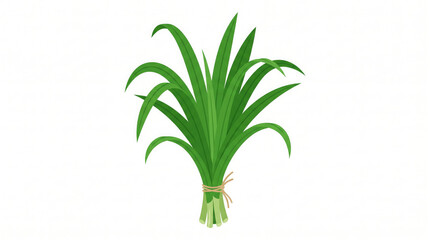 Fototapeta premium Fresh pandan leaves bundle. Green aromatic herb isolated on white background.