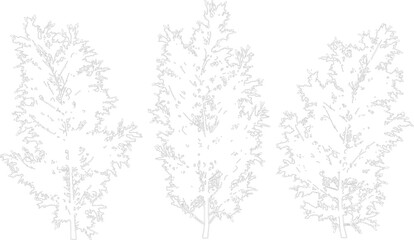 Three unique coniferous tree silhouettes isolated on transparent background for detailed landscape design © NT VIDEO