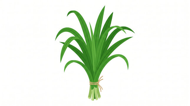 Fresh pandan leaves bundle. Green aromatic herb isolated on white background.