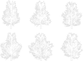 Set of six coniferous evergreen trees rendered as delicate line drawings isolated on a transparent background © NT VIDEO