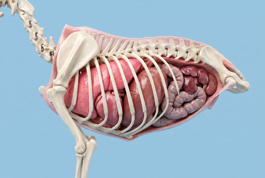 Veterinary Anatomical Model of Mammal Torso Showing Rib Cage and Internal Organs