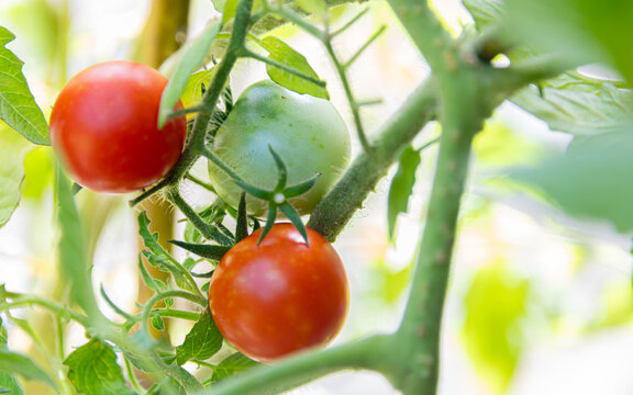 Three tomatoes grow on a vine, two fully ripe and one still green. Sunlight filters through the leaves, casting soft shadows.