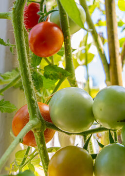 A cluster of tomatoes is shown growing on the vine. Some are ripe and red, while others are still green, indicating different stages of maturity.