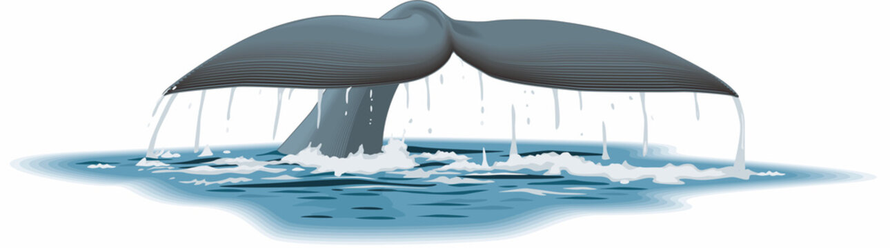 Minimal vector illustration of a whale tail isolated on a white background.
