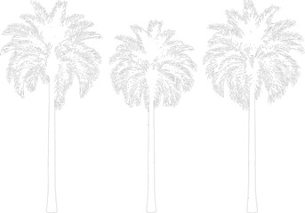 Three tropical palm trees isolated on transparent background for exotic landscape design and travel themed graphics © NT VIDEO