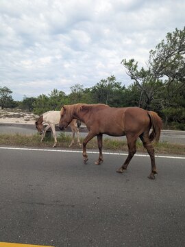 horses on the road