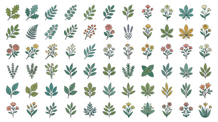 Fototapeta premium Botanical Elements Collection, Floral and Leafy Illustrations