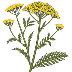 Yellow yarrow flower vector illustration on white background © KhandakerKhaja