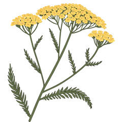 Yellow yarrow flower with branch vector isolated © KhandakerKhaja