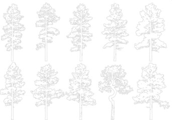 Detailed pine tree collection featuring various species isolated on transparent background for creative graphics © NT VIDEO