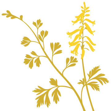Yellow fumitory silhouette on white