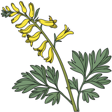 Yellow fumitory