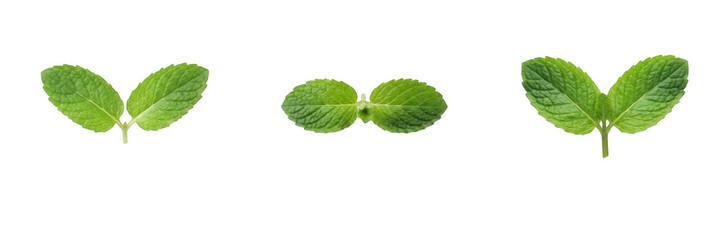 Set of fresh mint leaves, isolated illustrations of green aromatic herbs with serrated edges for culinary recipes, cocktail garnishes, herbal medicine, organic products, and natural cosmetics concepts © eagle