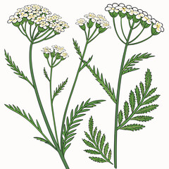 yarrow vector illustration isolated © KhandakerKhaja