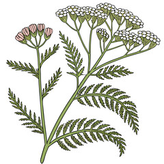 vector illustration of Yarrow Achillea isolated on white background © KhandakerKhaja