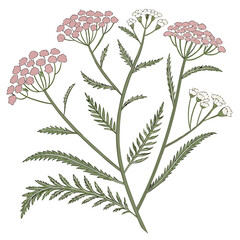 Yarrow Achillea flower with branch © KhandakerKhaja