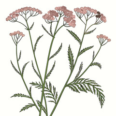 Yarrow Achillea flower vector on white background © KhandakerKhaja