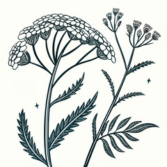 Yarrow Achillea line art vector  © KhandakerKhaja