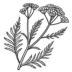 minimal vector of yarrow achillea © KhandakerKhaja