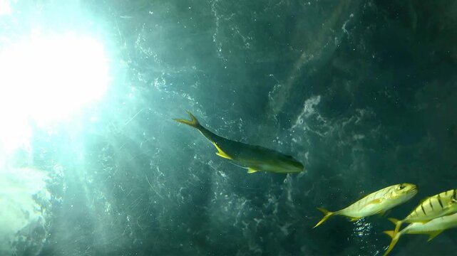 Low-angle shot of yellowtail fish swimming in clear turquoise water with sunlight shining from above.