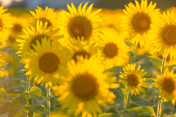 Fototapeta premium Sunflowers glowing in warm evening sunlight